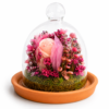 Mini rosa