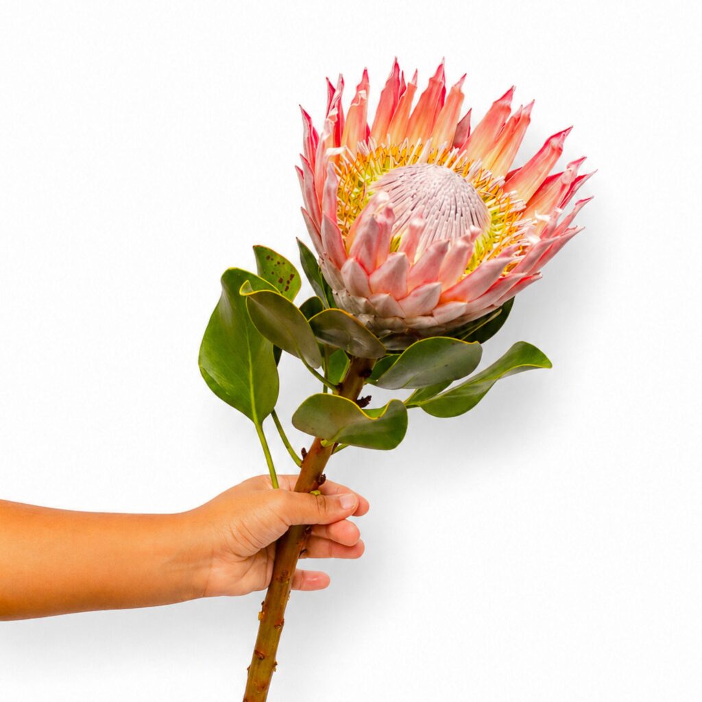 Galeria Botânica|Protea King